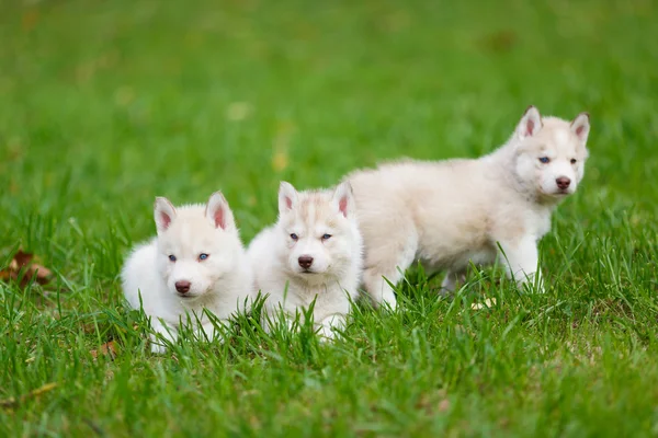 Husky cachorro en una hierba verde —  Fotos de Stock