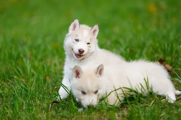 Husky kiskutya, a zöld fű — Stock Fotó