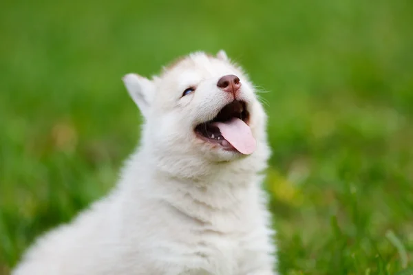 Husky pup op een groen gras — Stockfoto