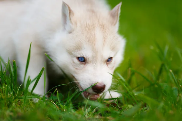 緑の芝生にハスキーの子犬 — ストック写真