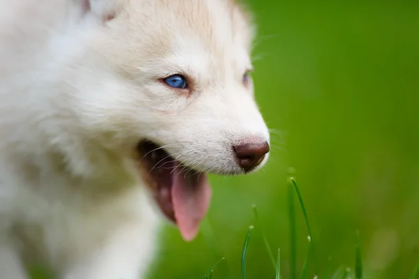 Cachorrinho Husky em uma grama verde — Fotografia de Stock