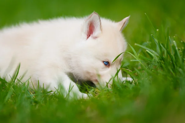 緑の芝生にハスキーの子犬 — ストック写真