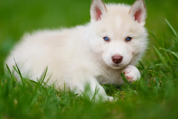 Husky pup op een groen gras — Stockfoto