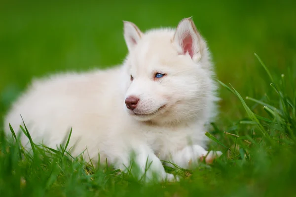 緑の芝生にハスキーの子犬 — ストック写真