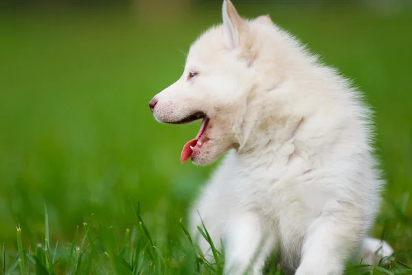 Cachorrinho Husky em uma grama verde — Fotografia de Stock