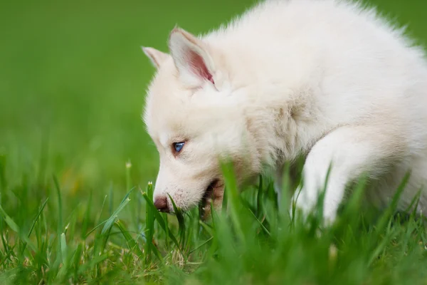 緑の芝生にハスキーの子犬 — ストック写真