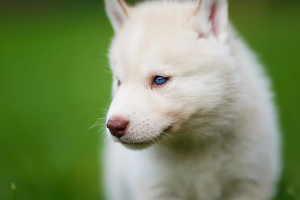 Cachorrinho Husky em uma grama verde — Fotografia de Stock