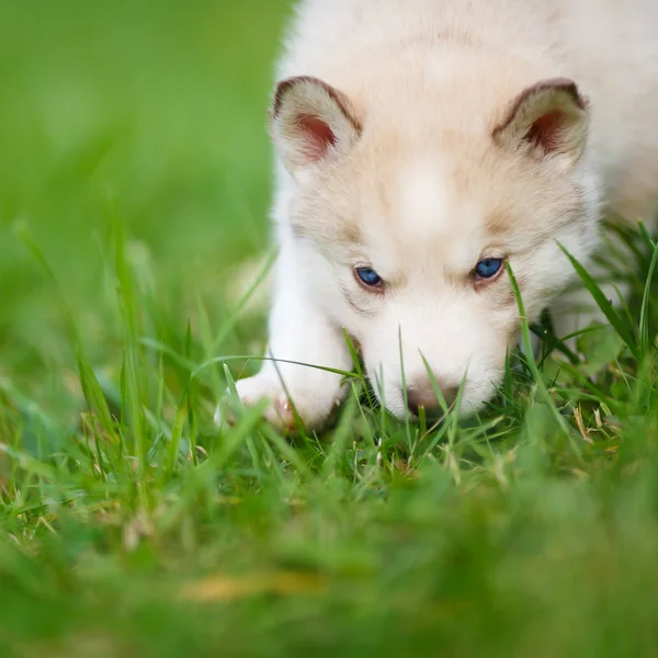 Husky kiskutya, a zöld fű — Stock Fotó
