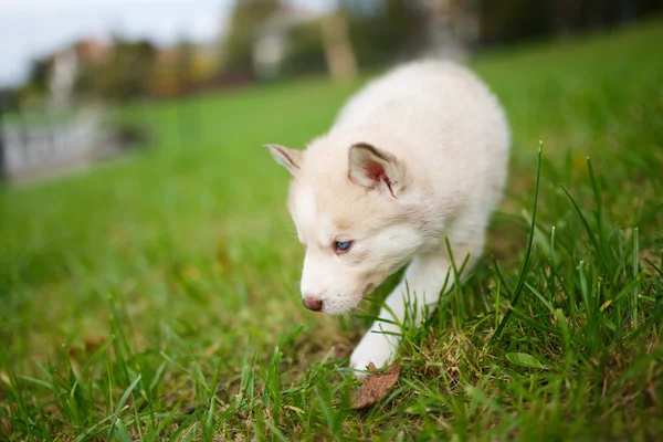 Yeşil çimenlerin üzerinde Husky köpek yavrusu — Stok fotoğraf