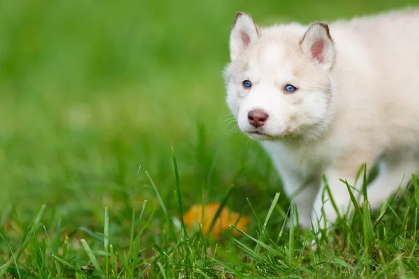 Yeşil çimenlerin üzerinde Husky köpek yavrusu — Stok fotoğraf