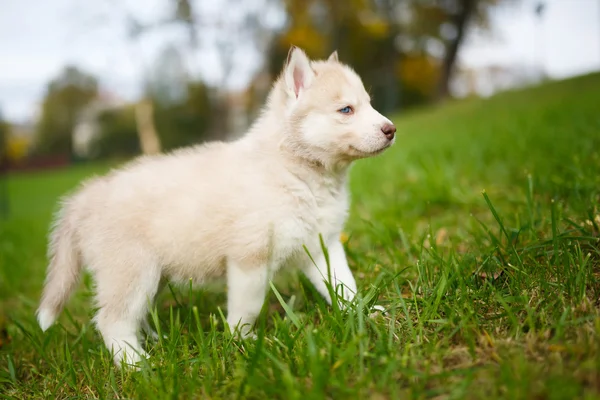 Husky puppy on a green grass — Stock Photo, Image
