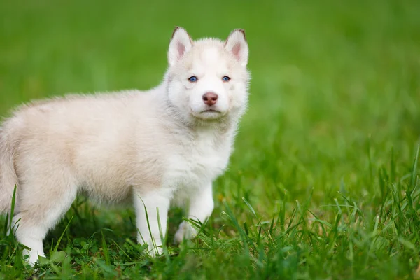 Cucciolo robusto su un'erba verde — Foto Stock