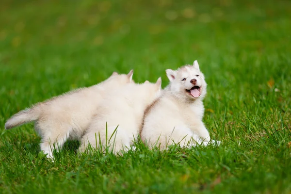 Husky pup op een groen gras — Stockfoto