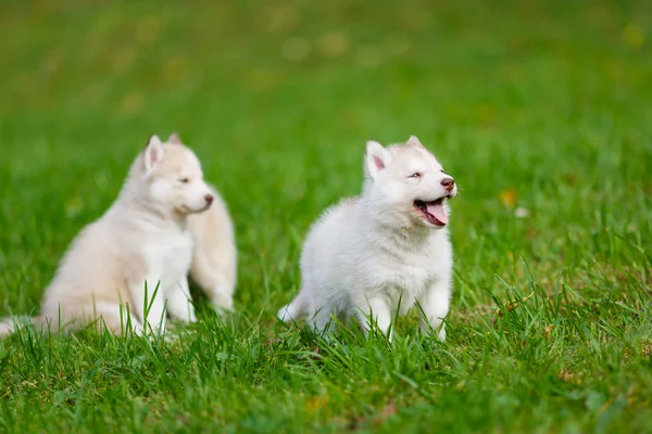 Cachorrinho Husky em uma grama verde — Fotografia de Stock