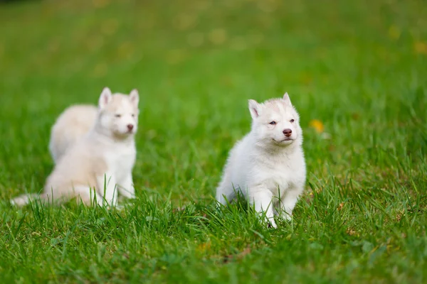 Husky cachorro en una hierba verde — Foto de Stock