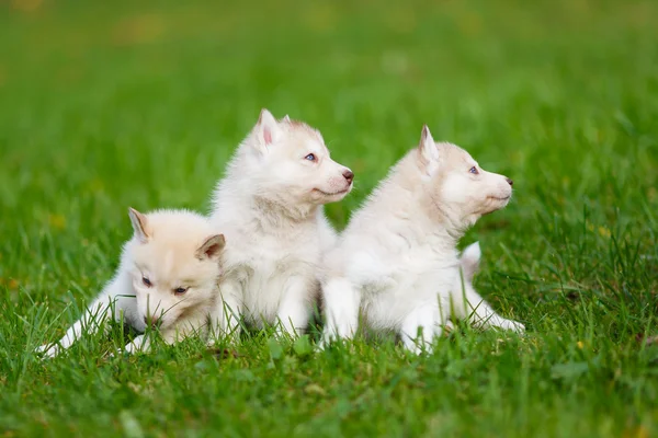 Chiot Husky sur une herbe verte — Photo