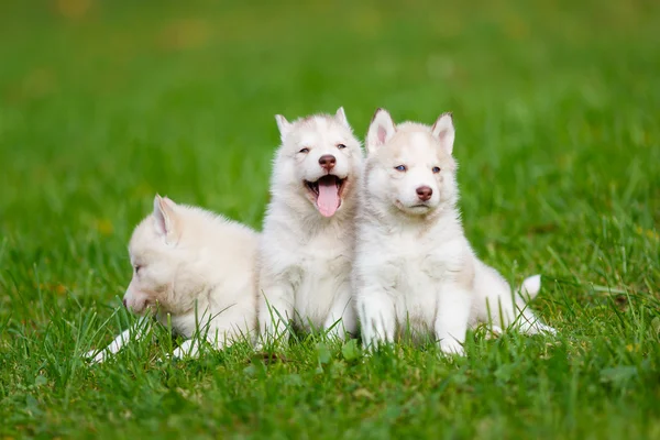 Husky cachorro en una hierba verde — Foto de Stock