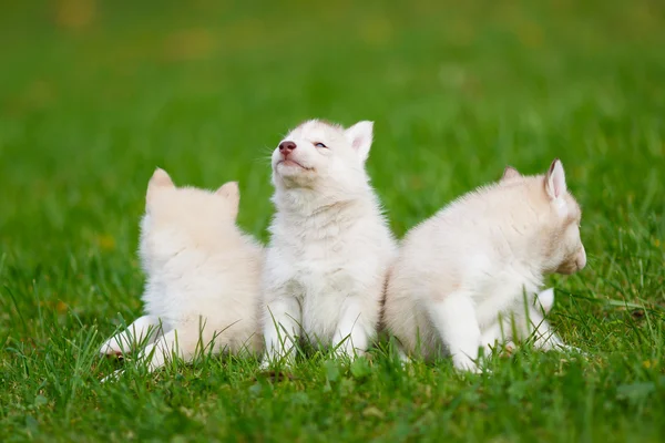 Cachorrinho Husky em uma grama verde — Fotografia de Stock