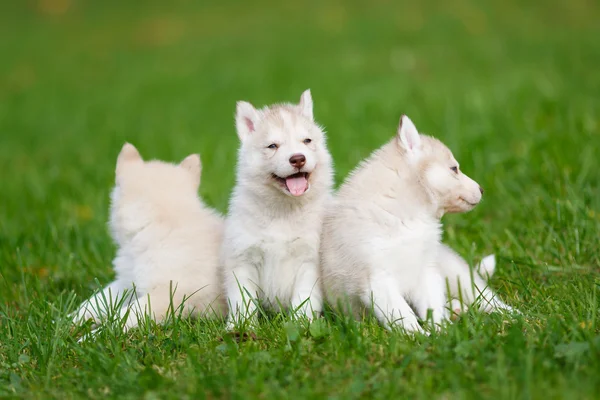 Husky Welpen auf einem grünen Gras — Stockfoto