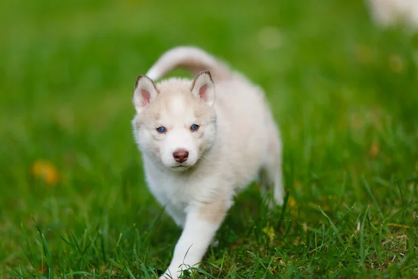 Husky pup op een groen gras — Stockfoto