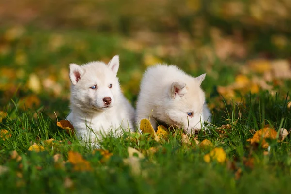 Deux chiot husky — Photo