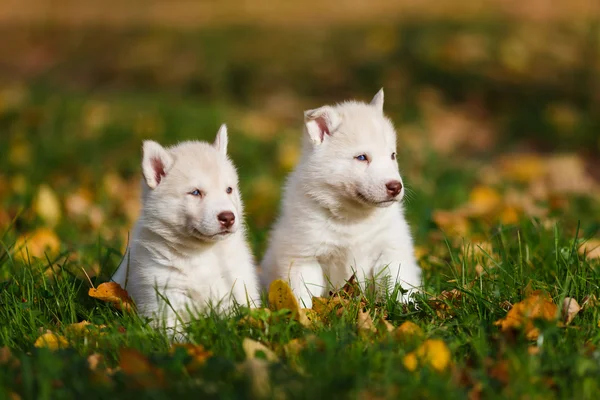 Zwei Husky-Welpen — Stockfoto