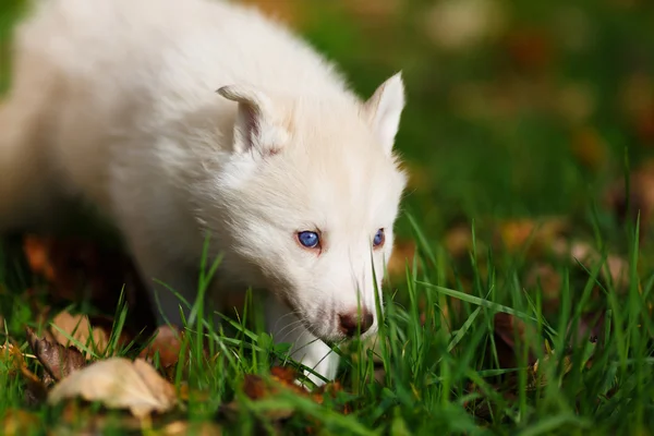 Husky na grama verde — Fotografia de Stock