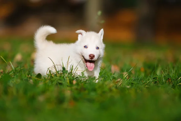 Husky on green grass — Stock Photo, Image