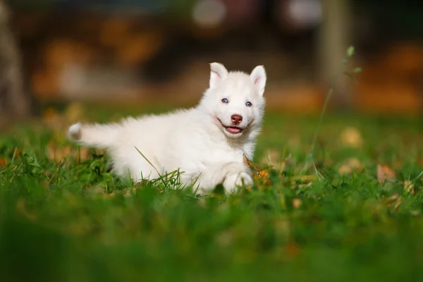 Husky sur herbe verte — Photo