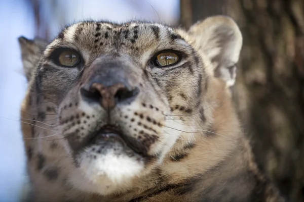 Retrato leopardo da neve — Fotografia de Stock