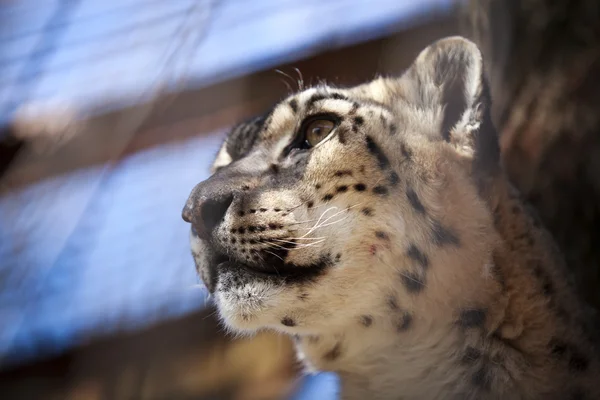 Retrato leopardo de nieve — Foto de Stock