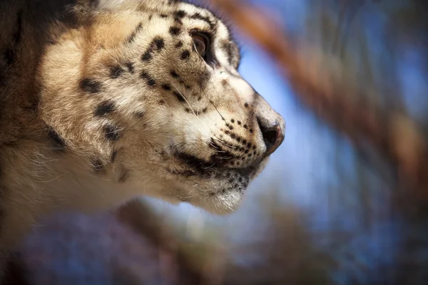 Retrato leopardo da neve — Fotografia de Stock
