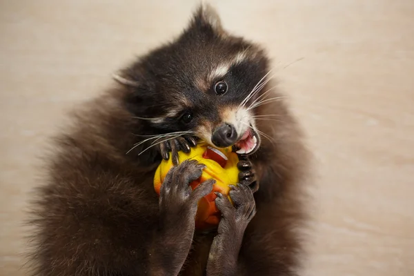 Raccoon with toy — Stock Photo, Image