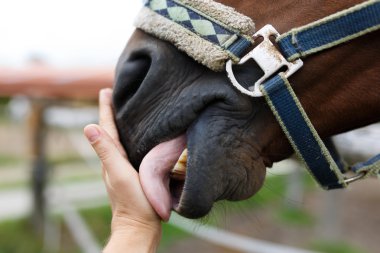 Muzzle of horse and human hand clipart