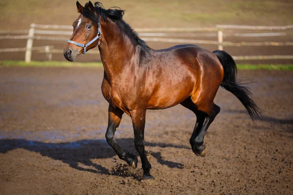 Cavalo de corrida — Fotografia de Stock