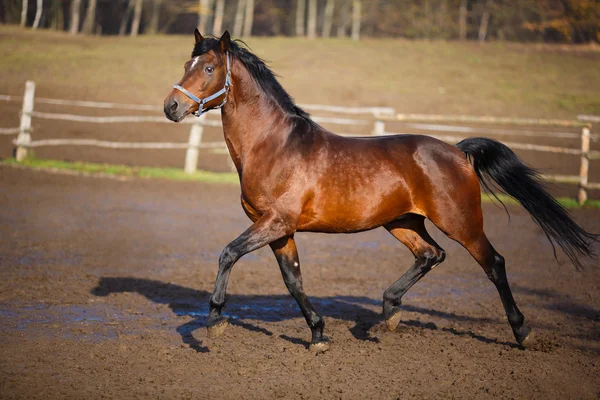 Caballo de carrera —  Fotos de Stock