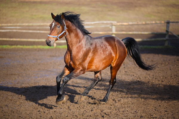 Running horse