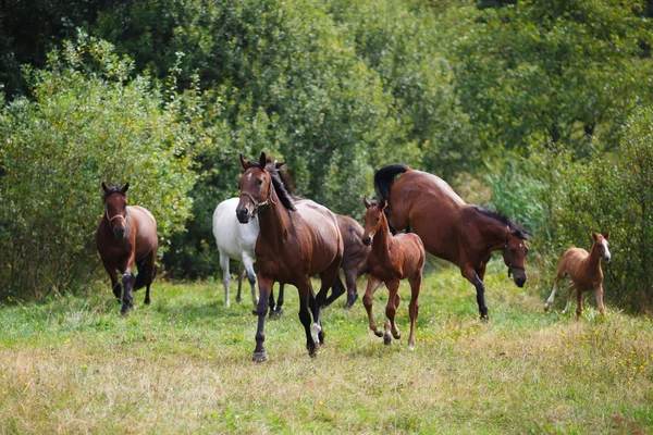 Herd van paarden — Stockfoto