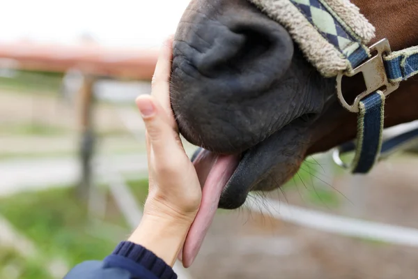 Bocal de cavalo e mão humana — Fotografia de Stock