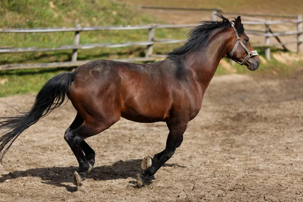 Běžící kůň — Stock fotografie