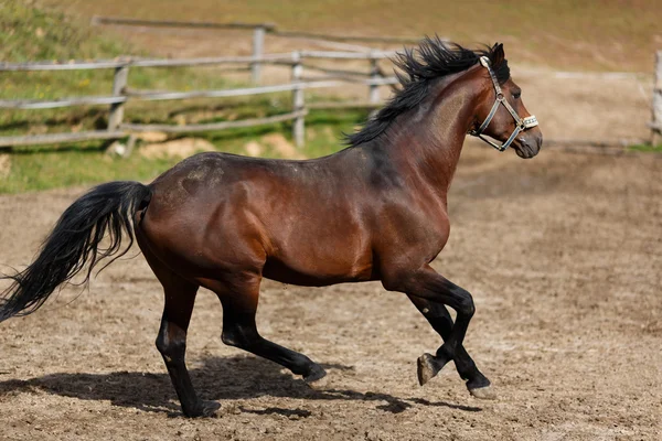 Juokseva hevonen — kuvapankkivalokuva