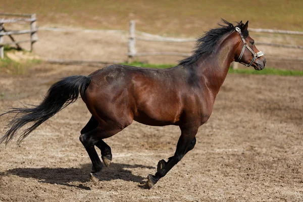 Cavalo de corrida — Fotografia de Stock