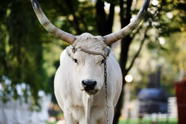 Portrét Ox — Stock fotografie