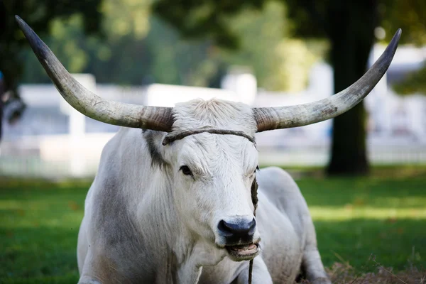Портрет бика — стокове фото