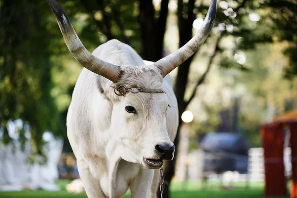 Portrét Ox — Stock fotografie