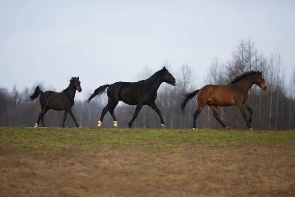Drie paarden op de weide — Stockfoto