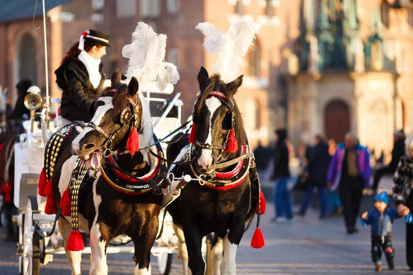Cavalli in Cracovia — Foto Stock