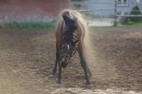 Horse on the meadow — Stock Photo, Image