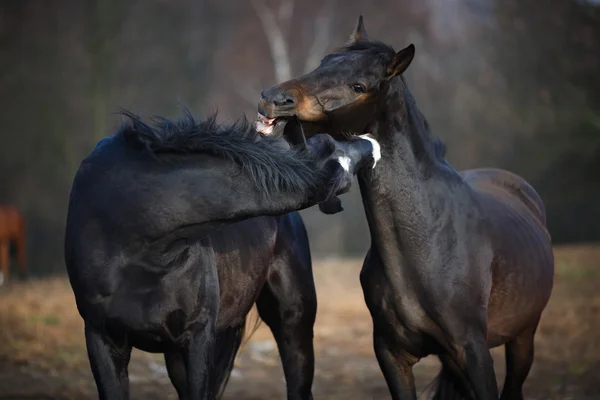 牧草地で馬が — ストック写真