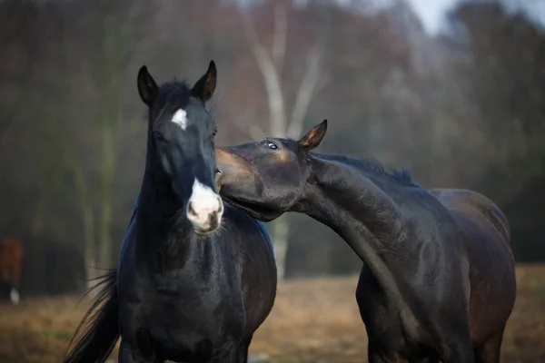 Paarden op de weide — Stockfoto